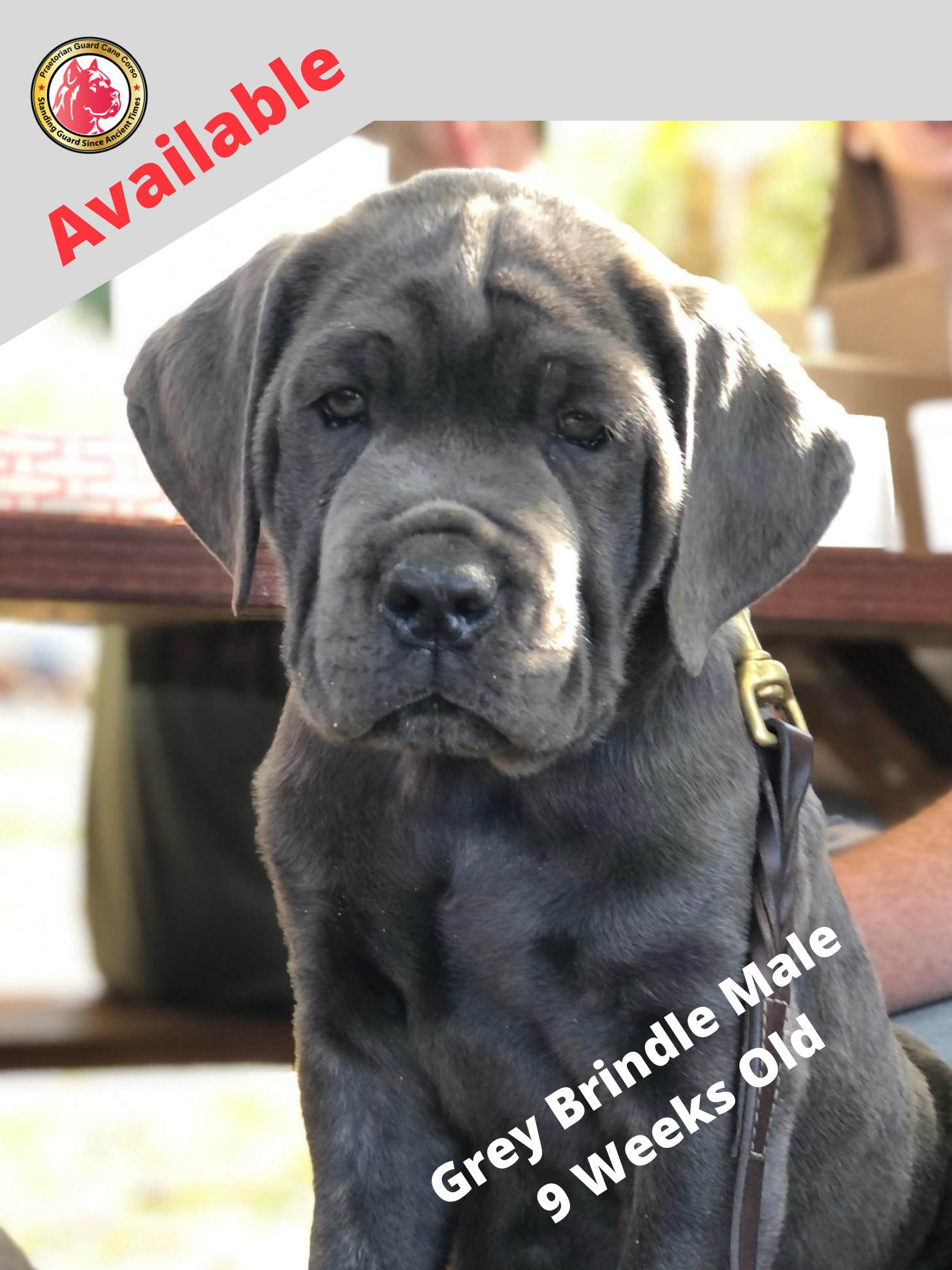 Praetorian Guard Cane Corso Standing Guard Since Ancient Times Cane